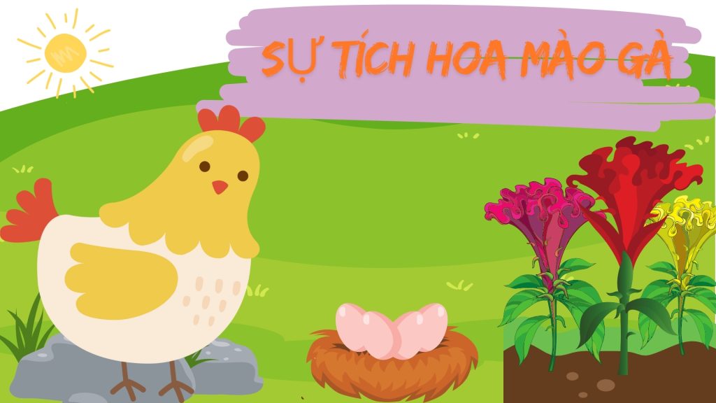 su tich hoa mao ga